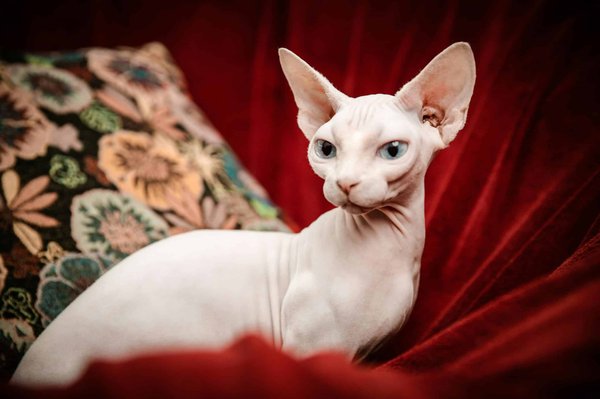 Come posso addestrare un gatto di razza Sphynx a non graffiare le reti zanzariere?