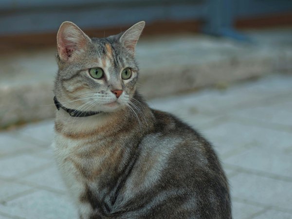 Come gestire un gatto di razza Savannah con un forte istinto di caccia in un ambiente domestico?